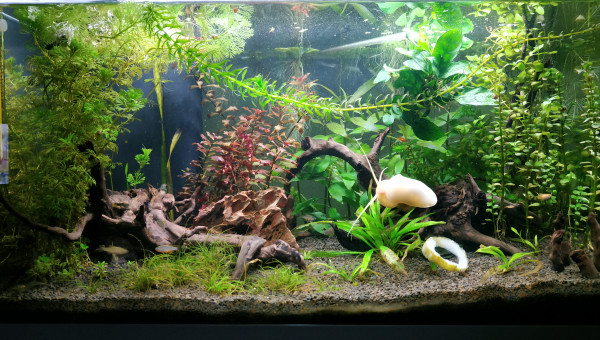 Encore une petite taille nécessaire