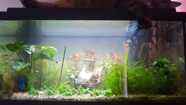 Changement d'eau + Grosse taille