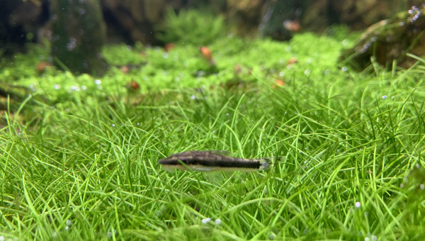 Ça plane pour moi !