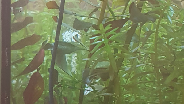 Petits oeufs du jour bonjour