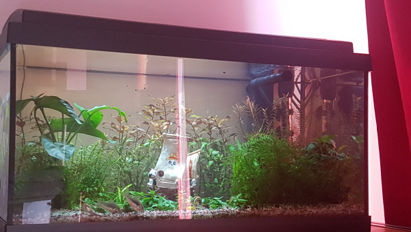 Tout le monde en avant!