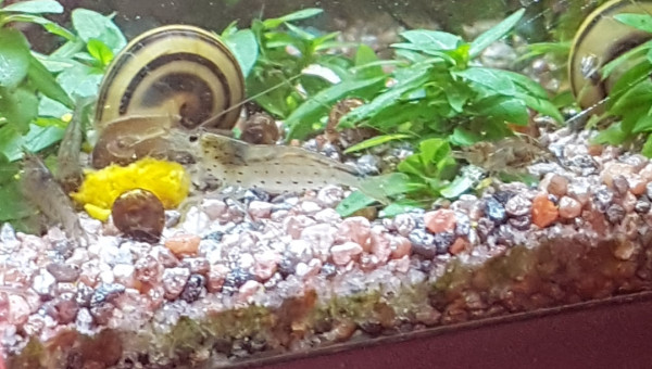 Une crevette malawi...