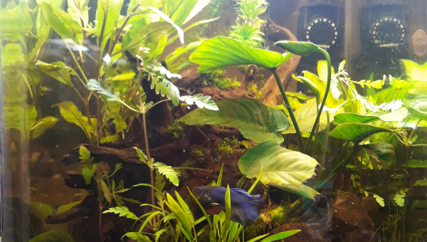 Barbaresque 1 mois et demi