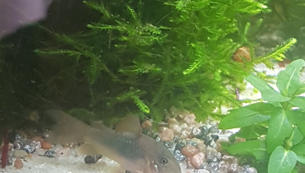 Petite cory et les vers de vase vivants ♡