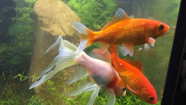 Présentation famille PoissonRouge