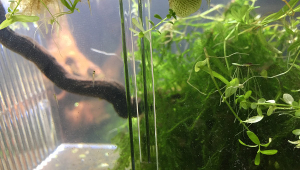 Présentation famille PoissonRouge