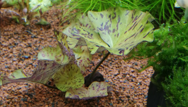 Il pousse super bien