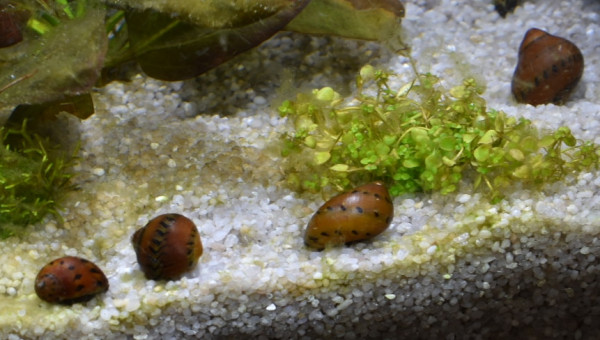 4 neritina semiconica