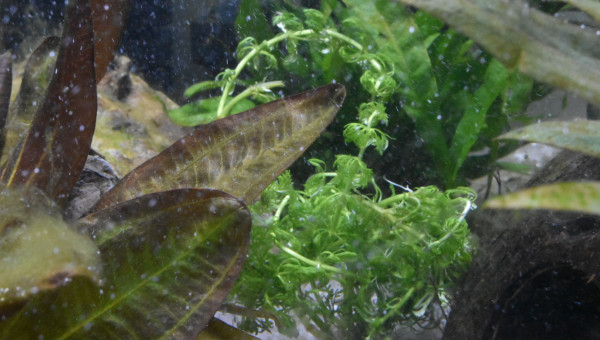 Limnophila