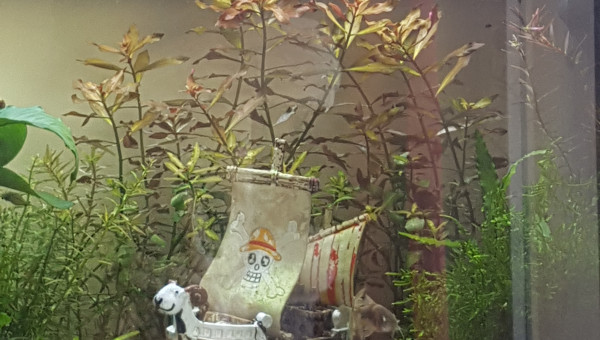 Ça danse et ça s'amuse !