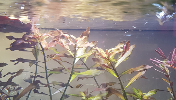 Retour sur l'utilisation de liquid humin +