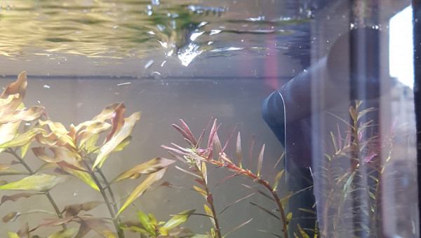 Retour sur l'utilisation de liquid humin +