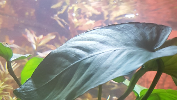 Retour sur l'utilisation de liquid humin +