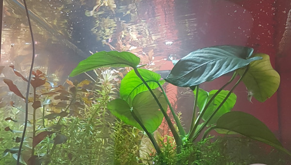 Retour sur l'utilisation de liquid humin +