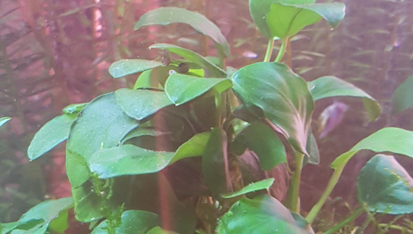 Retour sur l'utilisation de liquid humin +