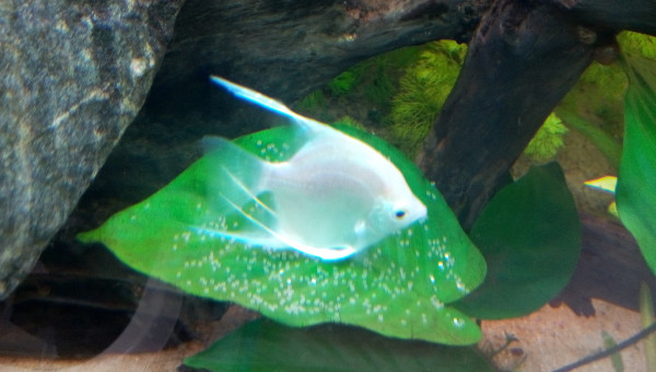 Ponte de la seconde femelle