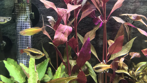 Alternanthera rosanervig