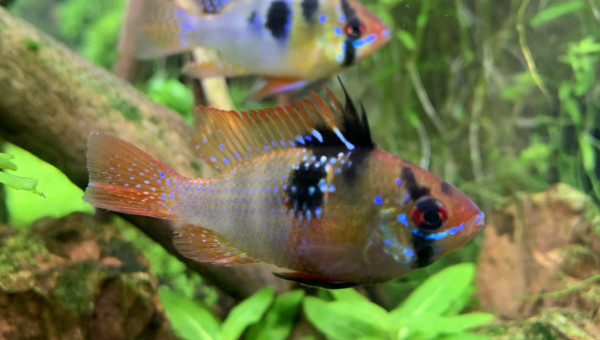 Suzanne et Gaston prennent la pause