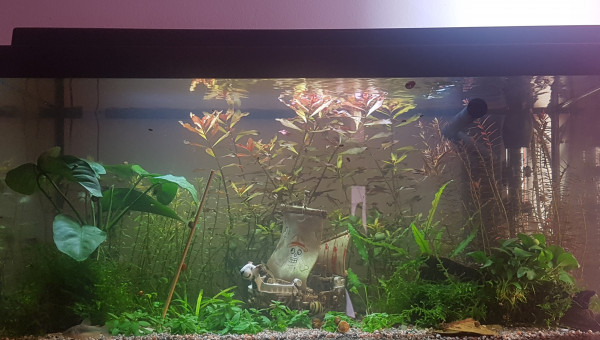 Eau ambrée mais limpide