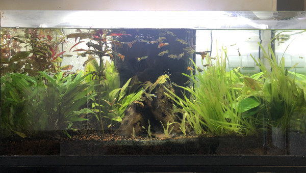 L’aquarium a un an :p