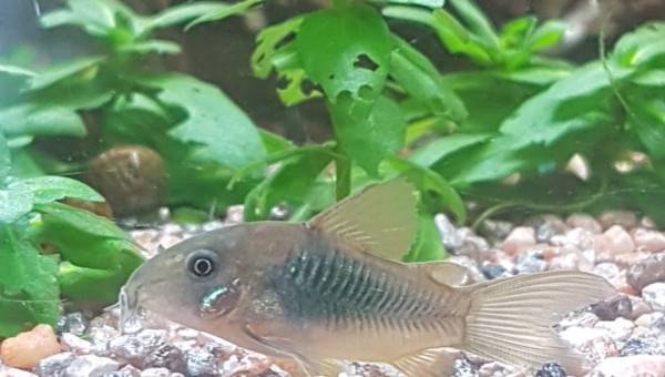 Petite cory!