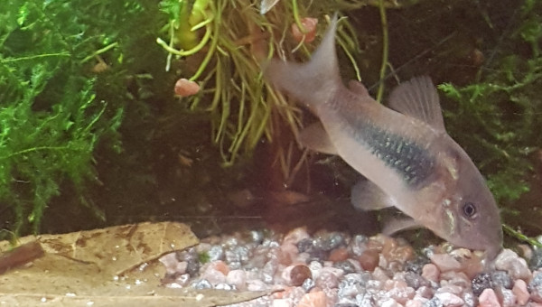 Petite cory!