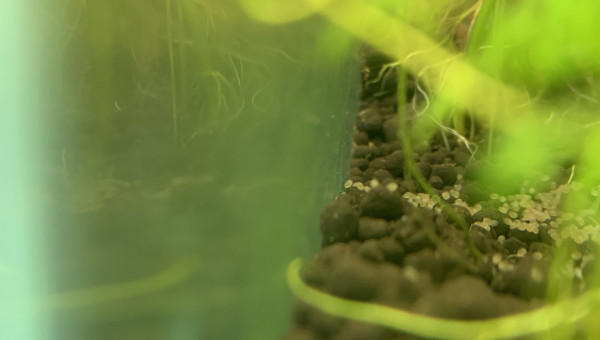 Première ponte des Ramirezi !