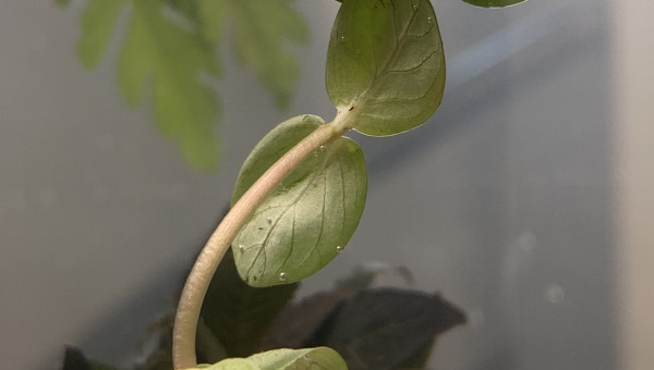 Bacopa Caroliniana ?