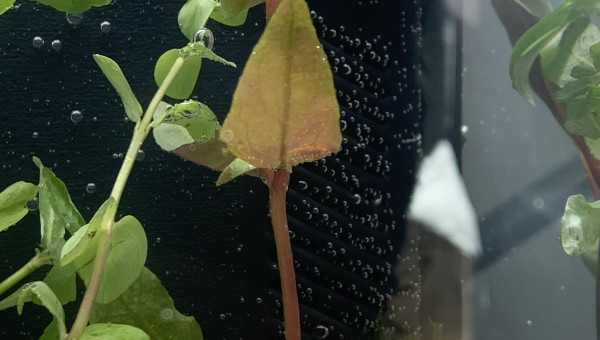 Alternanthera Reineckii ?