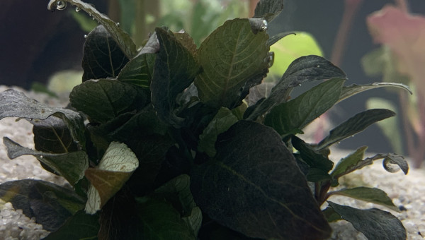 Lobelia Cardinalis ?