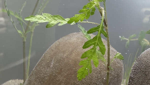 Je donne ma langue au chat pour celle là ^^’