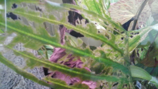 echinodorus ancistrusifolia