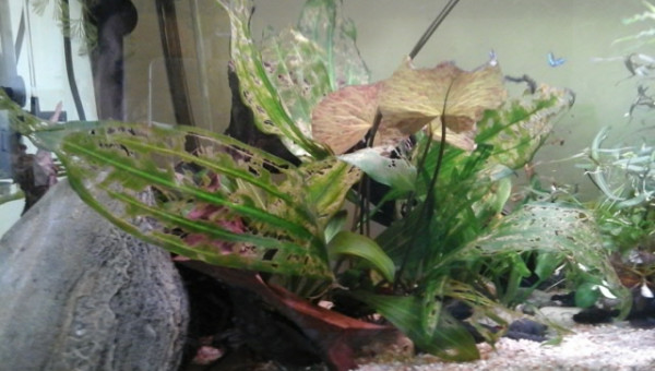 echinodorus ancistrusifolia