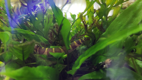 Avec autant de cachettes, les kuhlis se montrent !