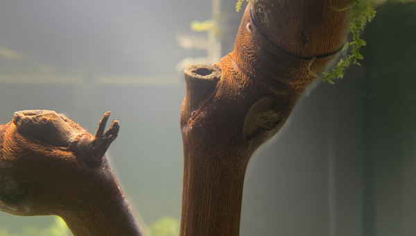 Jour 2 Apparition de champignons inoffensifs