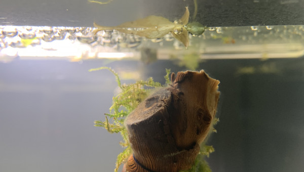 Jour 2 Apparition de champignons inoffensifs