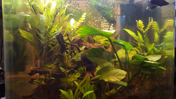 Barbaresque après jardinage