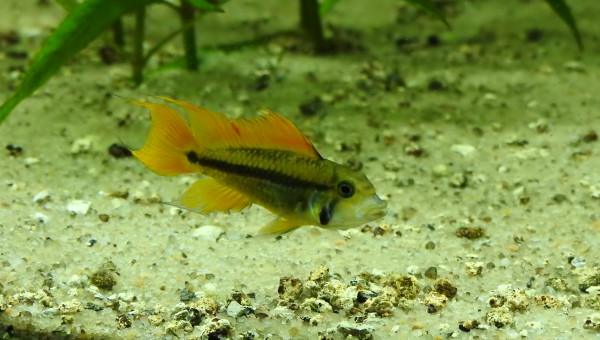 Apisto Agassizii