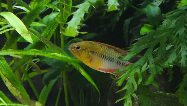 Apisto Hongsloi