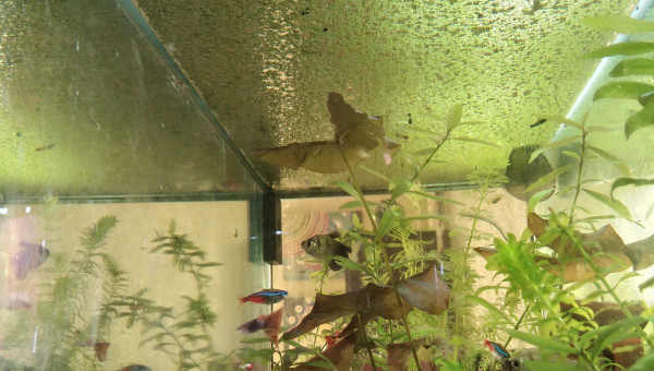 Je suis envahie de lentilles d'eau ! Alerte invasion