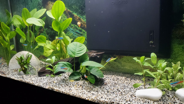 Renouvelement de la flore