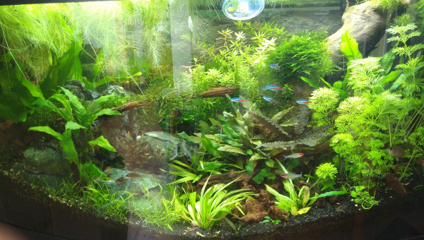 Mini bolbitis flotte le temps de se refaire une santé avant collage