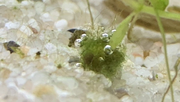 J+7 Apparition d’algues