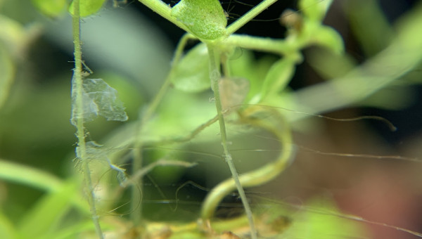 J+7 Apparition d’algues