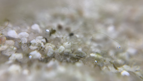 J+7 Apparition d’algues