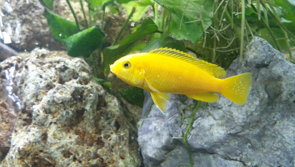 labidochromis caeruleus