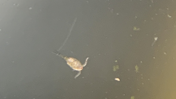 Y a de la vie là dedans ! ^^