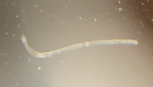 Y a de la vie là dedans ! ^^