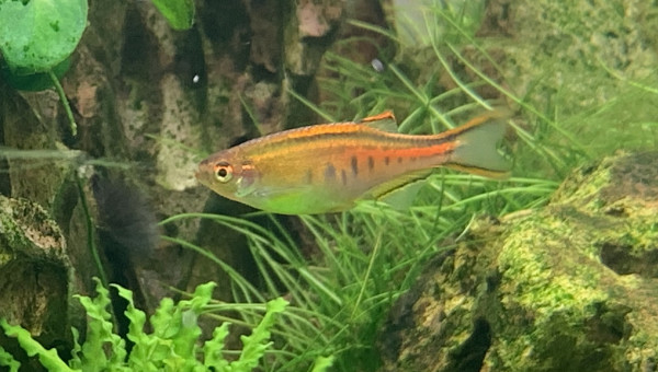 Danio Choprae