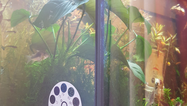 Les corys remettent ça!